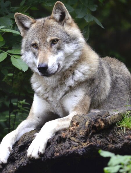 loup attachement humain