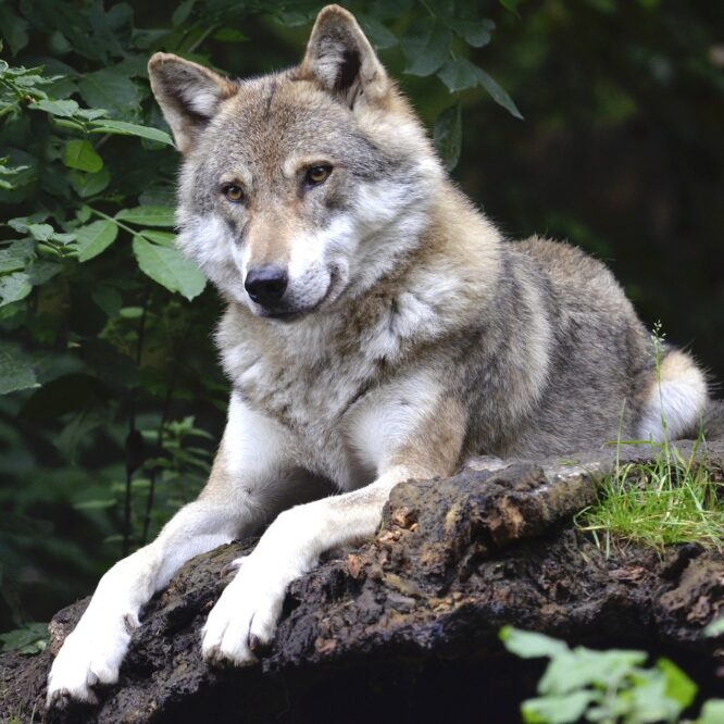 loup attachement humain