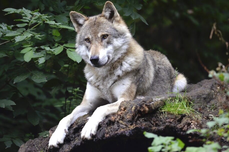 loup attachement humain