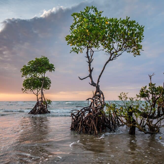 mangrove cycle nodal lune