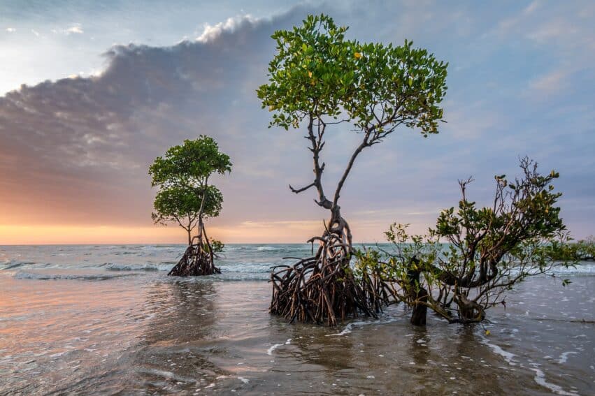 mangrove cycle nodal lune