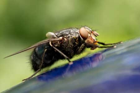 mouche vomir maladies