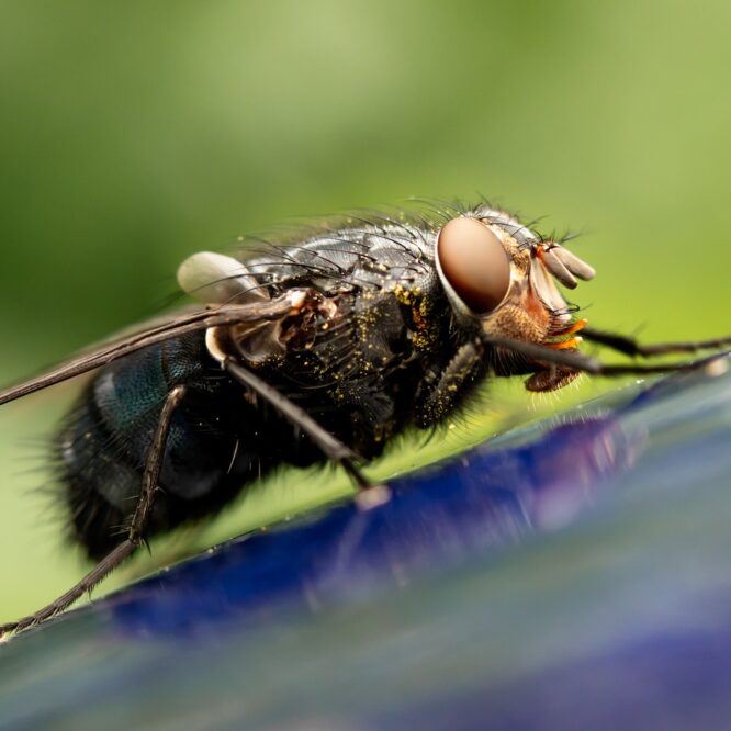 mouche vomir maladies