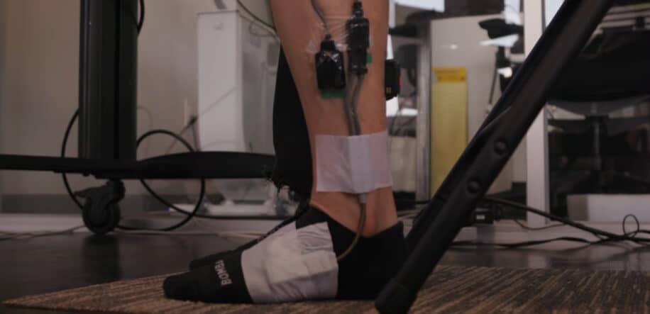 muscle soléaire métabolisme glucides graisses