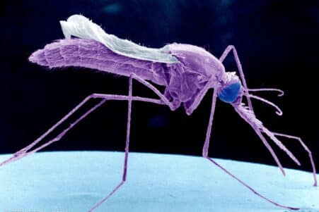 vaccin anti paludisme moustique genetiquement modifie