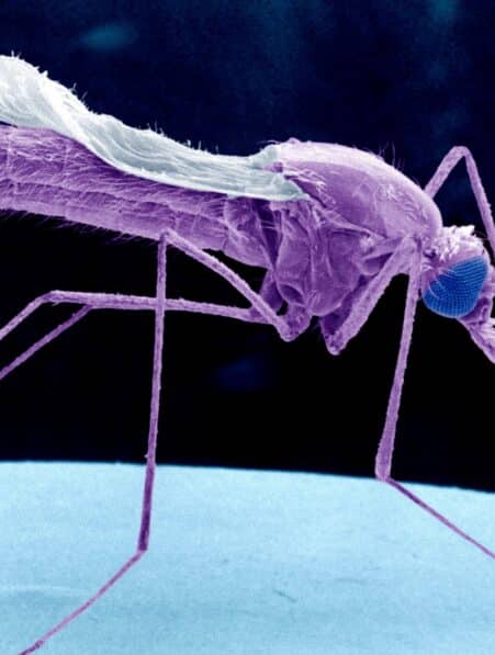 vaccin anti paludisme moustique genetiquement modifie