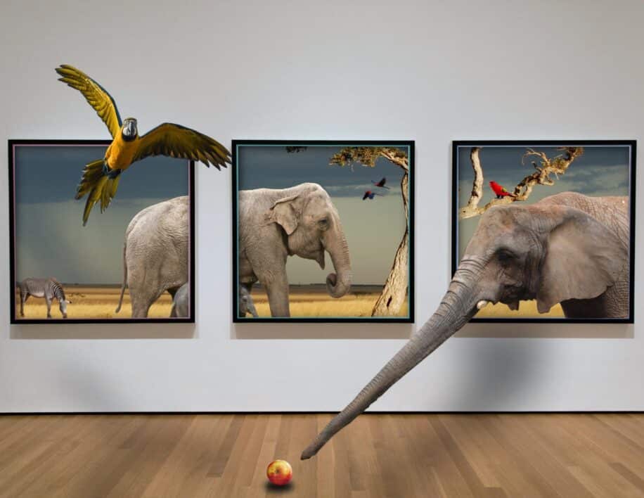 animaux intelligents apprendre