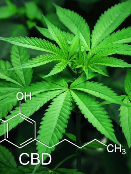 cannabis 12 fois puissant