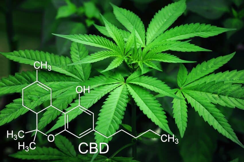 cannabis 12 fois puissant