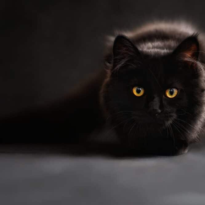 chats langage maitre
