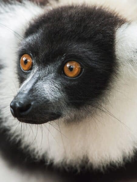indice planete vivante 69 animaux