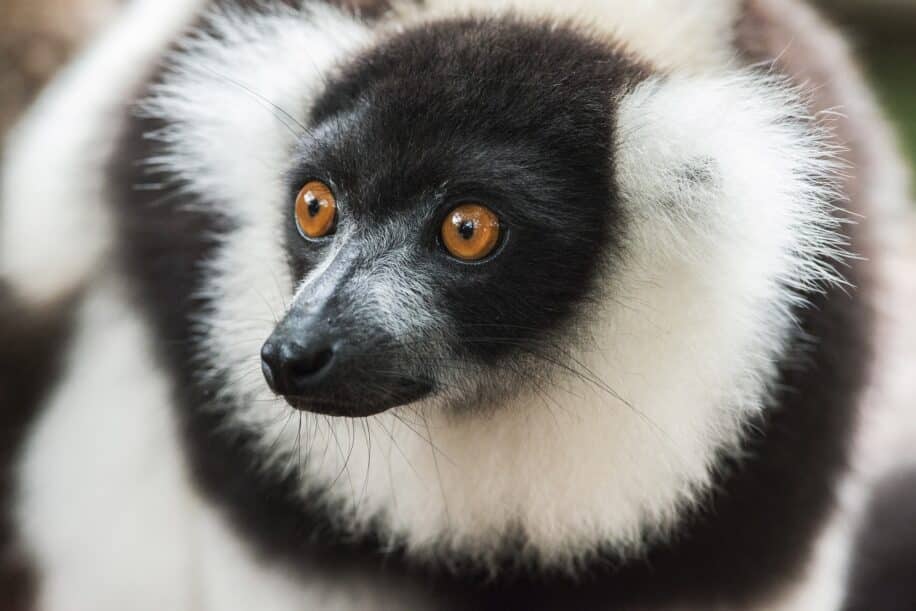 indice planete vivante 69 animaux