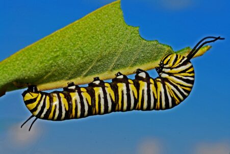 insecte voraces baisse de nombre