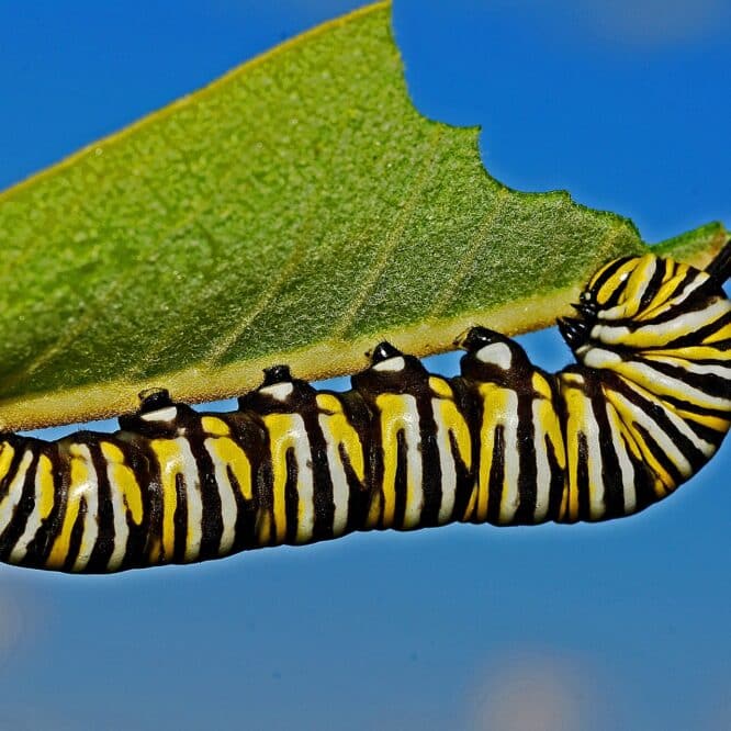 insecte voraces baisse de nombre