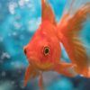 memoire environnement navigation poisson rouge couv