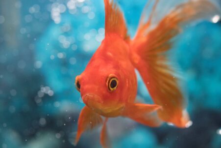 memoire environnement navigation poisson rouge couv