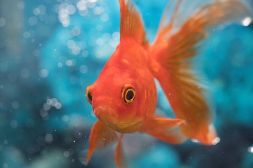 memoire environnement navigation poisson rouge couv