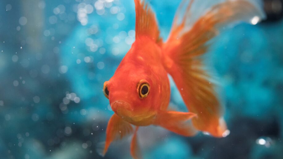 memoire environnement navigation poisson rouge couv