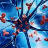 nouvelle proteine traitement maladie autoimmune couv
