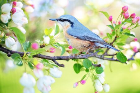 oiseaux sante mentale depression