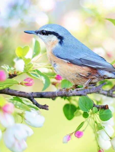 oiseaux sante mentale depression