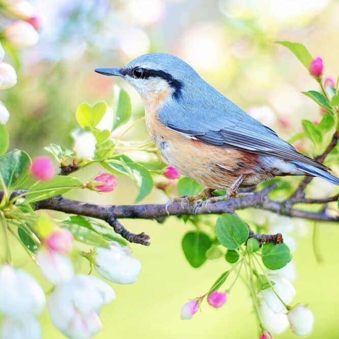 oiseaux sante mentale depression
