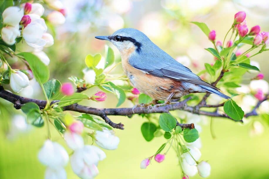 oiseaux sante mentale depression