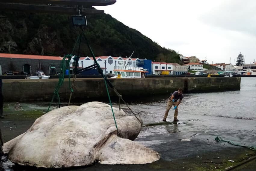 record poids poisson osseux