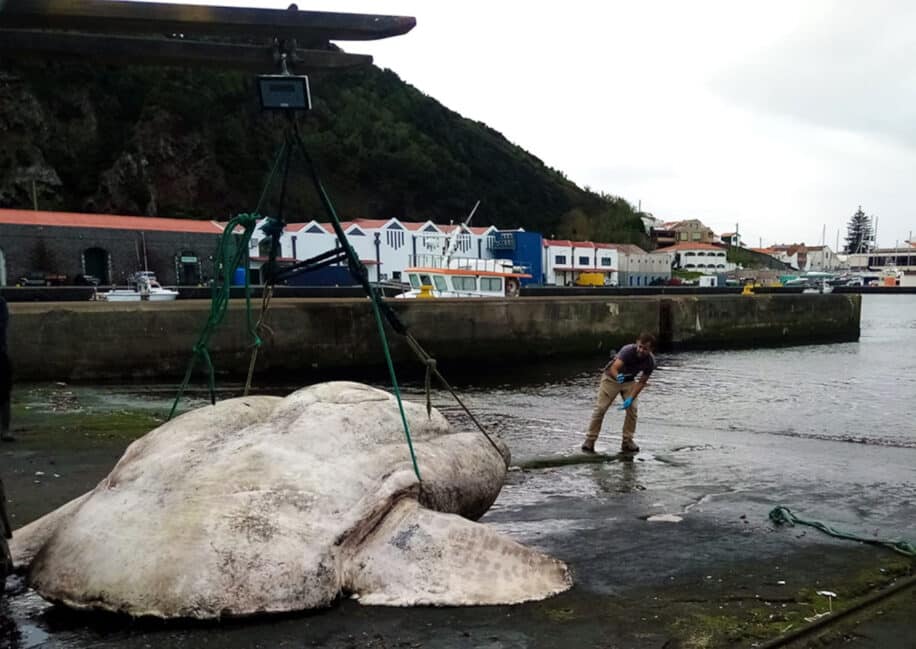 record poids poisson osseux