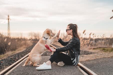 éducation chien influence comportement cognition