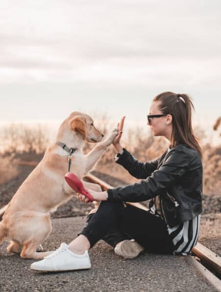 éducation chien influence comportement cognition
