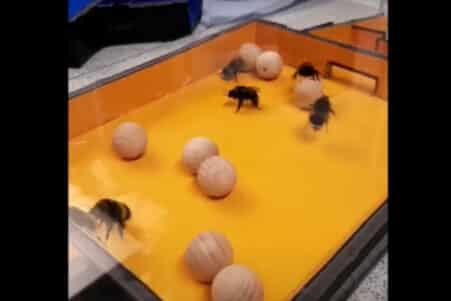 comportement bourdons jeu