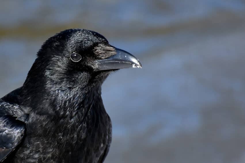 corbeau capacité récursivité