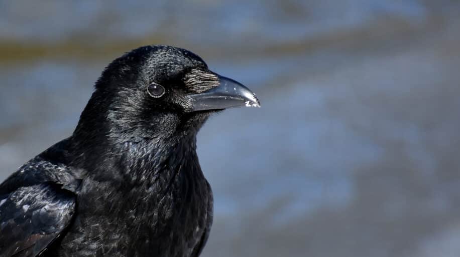 corbeau capacité récursivité
