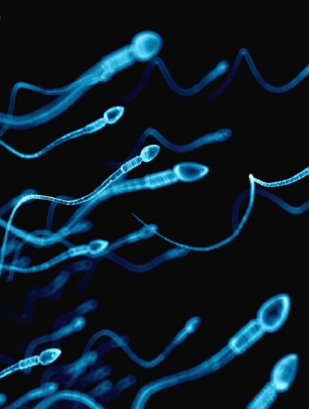 declin alarmant nombre spermatozoide monde couv