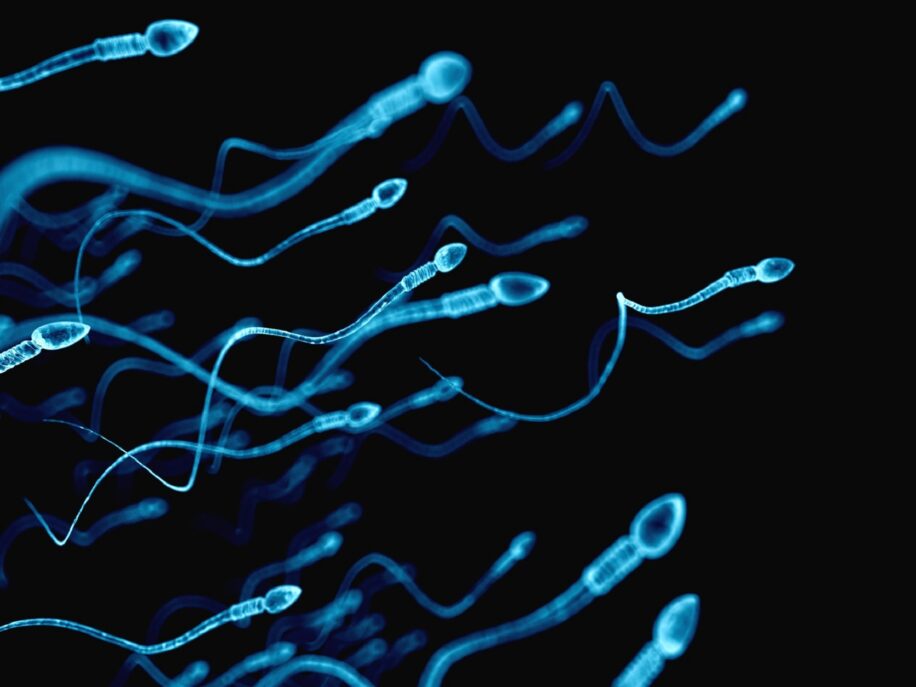 declin alarmant nombre spermatozoide monde couv