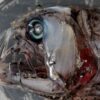 decouverte creature inedites grands fonds australie couv
