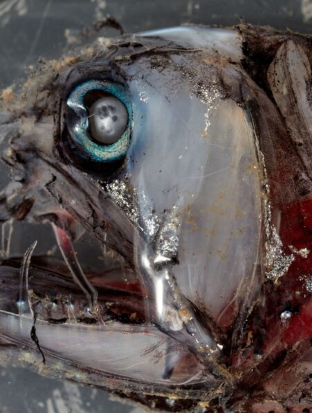 decouverte creature inedites grands fonds australie couv