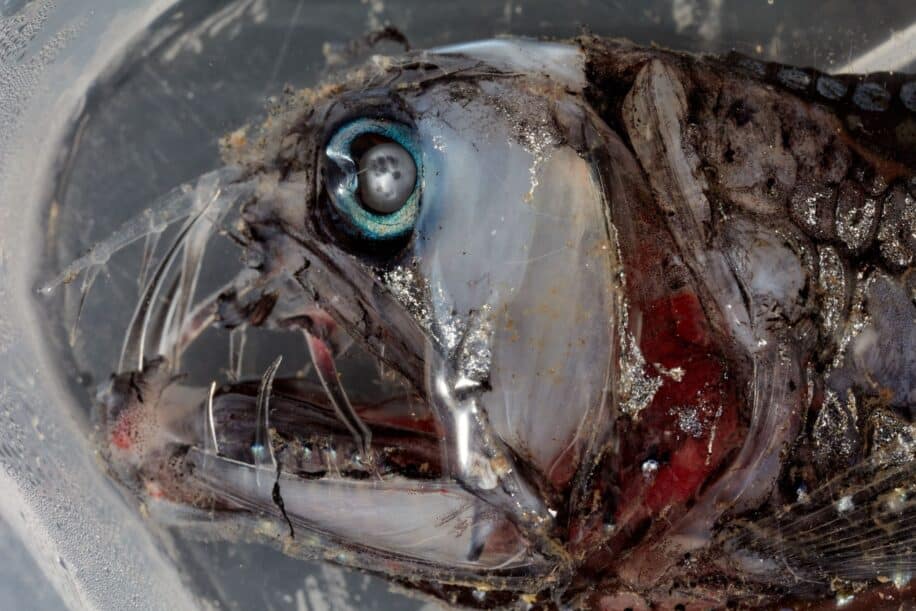 decouverte creature inedites grands fonds australie couv