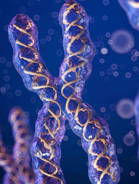emergence chromosome x egoiste evolution homme couv