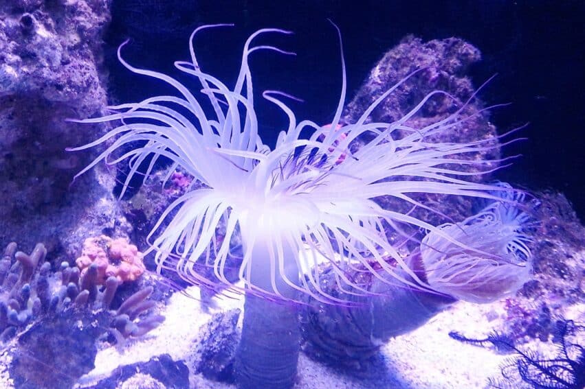 gene jeunesse anemone