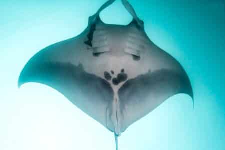 importante population raies manta océaniques