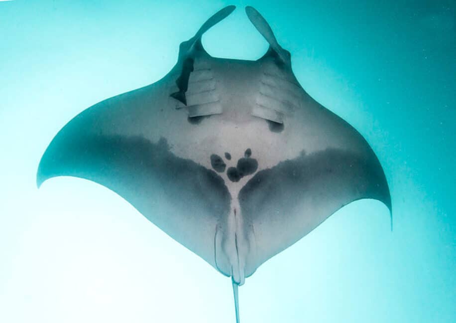 importante population raies manta océaniques