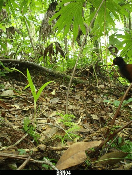 oiseau disparu 140ans