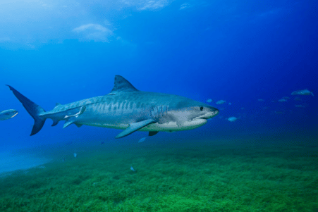 partenariat requin hommes plus grand herbier monde couv