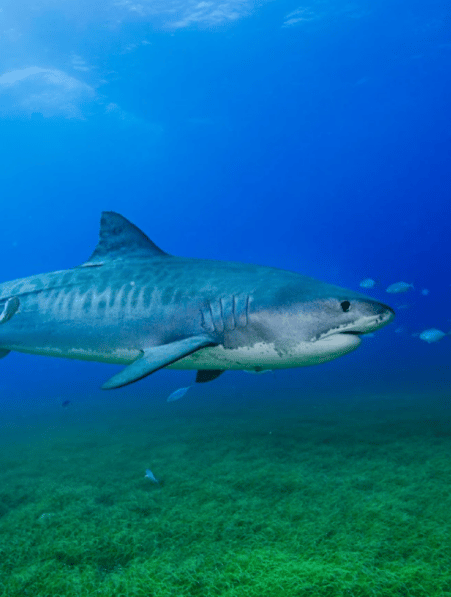 partenariat requin hommes plus grand herbier monde couv