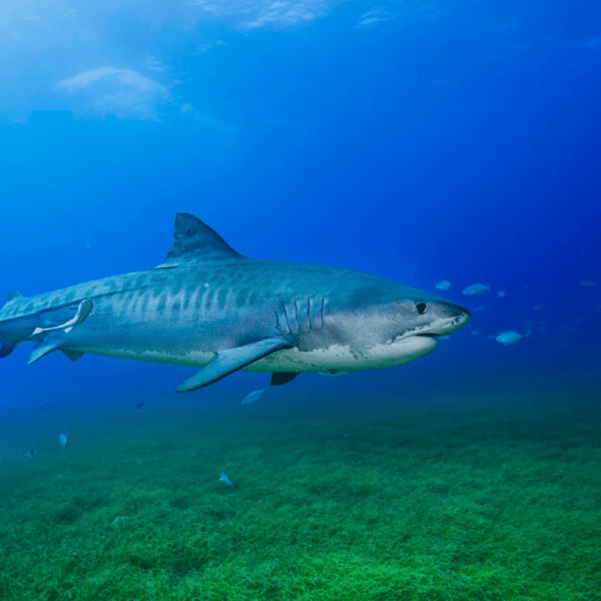 partenariat requin hommes plus grand herbier monde couv