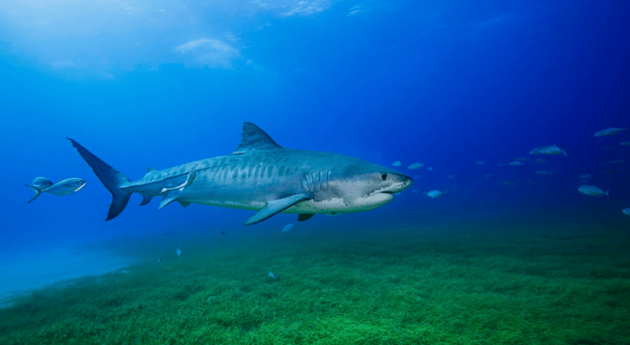 partenariat requin hommes plus grand herbier monde couv