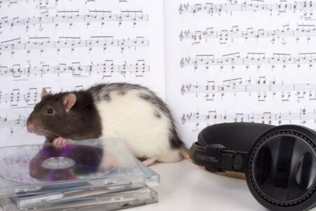 rat capable mouvement tete rythme musique comme humains