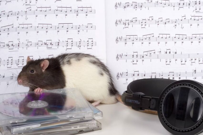 rat capable mouvement tete rythme musique comme humains